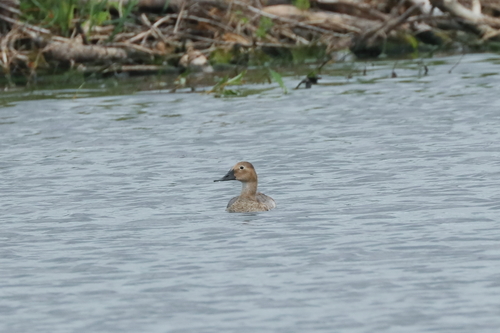 Canvasback