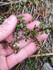 Coprosma depressa, photograph (c) Oscar Dove, some rights reserved (CC BY)