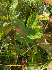 Drymocallis arguta, photograph author not stated, no rights reserved