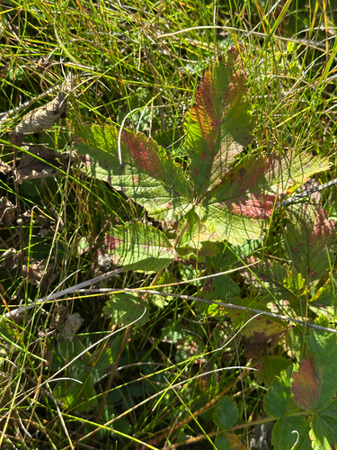 Drymocallis arguta, photograph 6