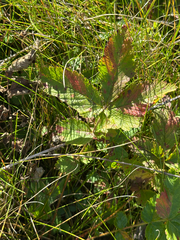 Drymocallis arguta, photograph author not stated, no rights reserved