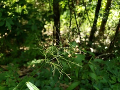 Dichanthelium scoparium