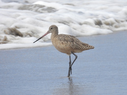 iNaturalist observation photo of Marbled Godwit