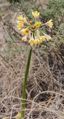 Calostemma luteum