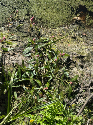 water smartweed