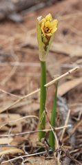 Calostemma luteum
