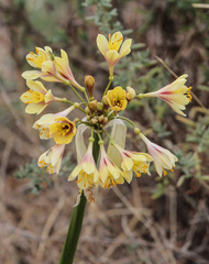 Calostemma luteum