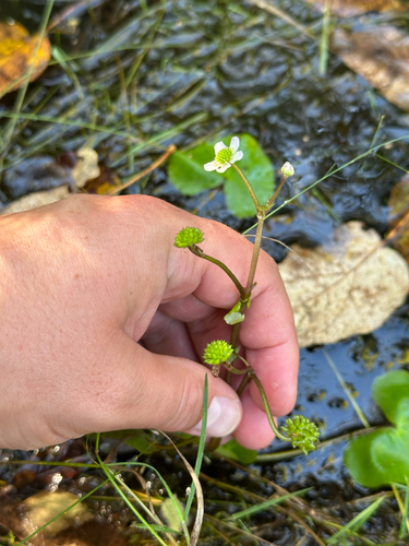 Floating Marsh-marigold