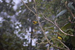 Myioborus melanocephalus