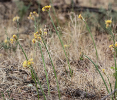 Calostemma luteum