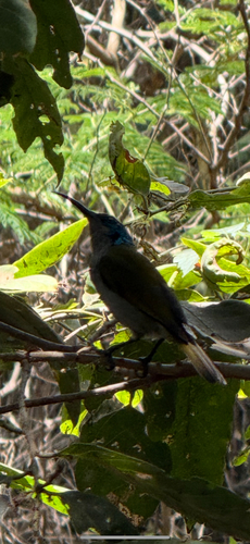Green-headed Sunbird