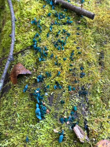 Green Wood Cup