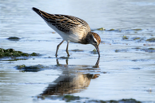 Correlimos acuminado (Calidris acuminata)