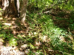 Dichanthelium scoparium