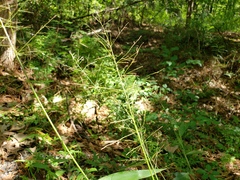 Dichanthelium scoparium