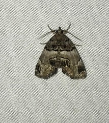 Cutina distincta