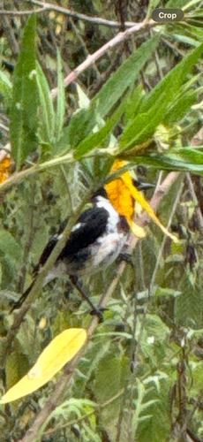 African Stonechat