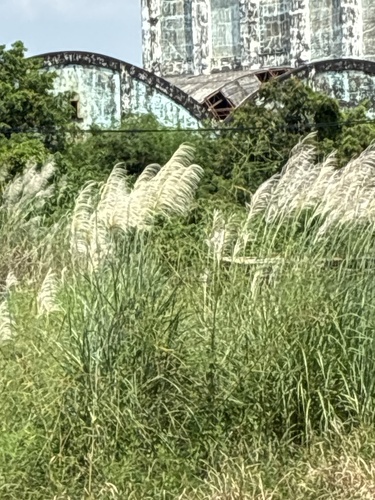 Wild Cane