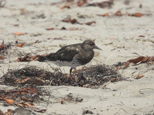 iNaturalist observation photo of Black Turnstone