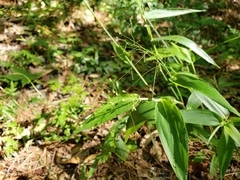 Dichanthelium scoparium