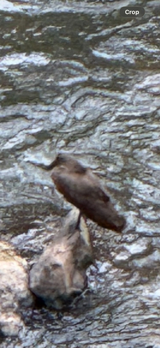 Hamerkop