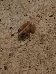 Eleutherodactylus coqui