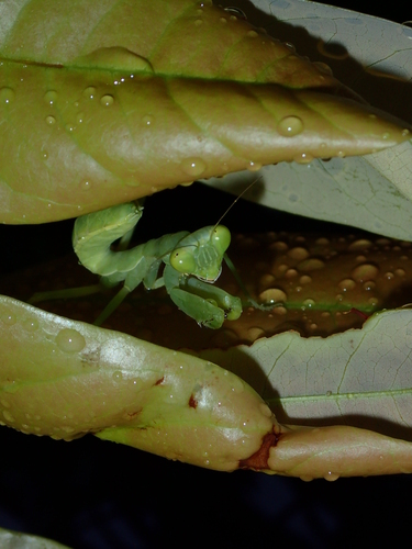 Giant Asian Mantis