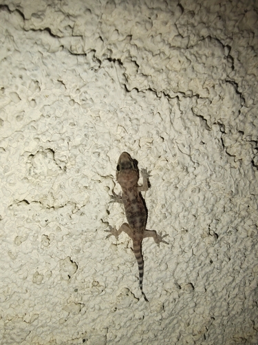 Mediterranean House Gecko