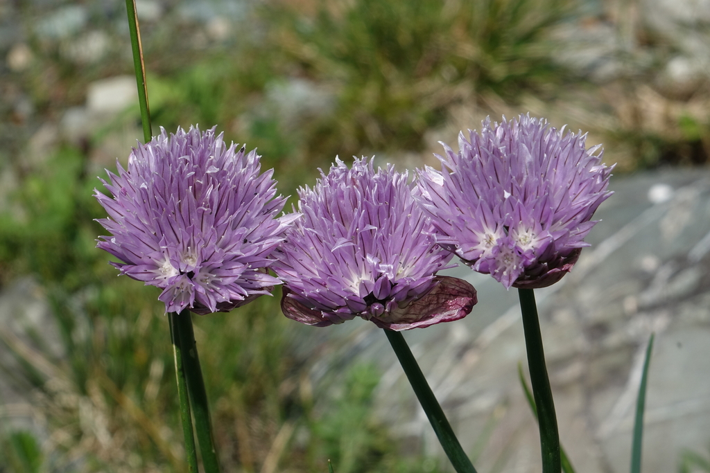 Allium altyncolicum; photograph (c) Oleg Kosterin, some rights reserved (CC BY)