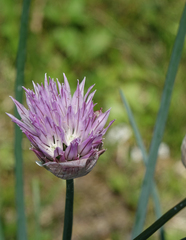 (c) Oleg Kosterin, some rights reserved (CC BY) Allium altyncolicum, photograph (c) Oleg Kosterin, some rights reserved (CC BY)
