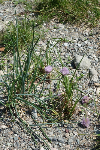 Allium altyncolicum, photograph 2