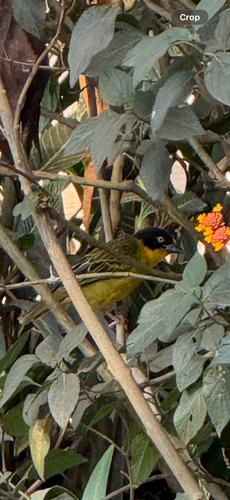 Baglafecht Weaver