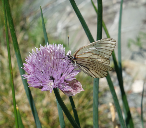 Allium altyncolicum, photograph 4