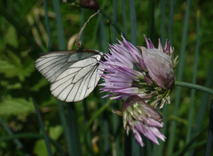 Allium altyncolicum, photograph (c) Oleg Kosterin, some rights reserved (CC BY)