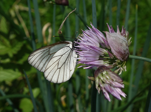 Allium altyncolicum, photograph 5