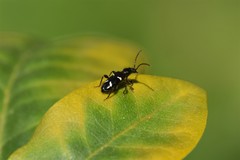 Phymatodes nitidus