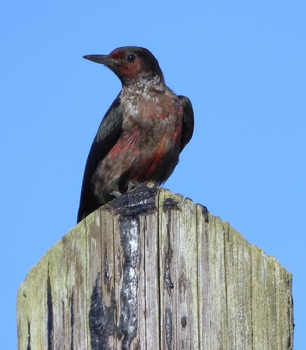 Lewis's Woodpecker