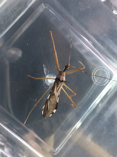 Epidaus sexspinus