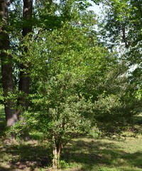 Crataegus × canescens