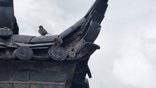 Eurasian Tree Sparrow