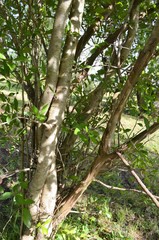 Crataegus × canescens