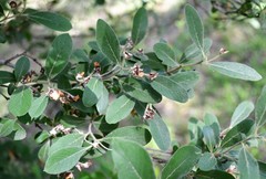 Crataegus × canescens