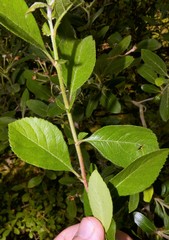 Crataegus × canescens