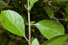 Crataegus × canescens
