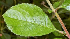 Crataegus × canescens