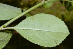 Crataegus × canescens