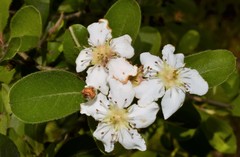 Crataegus × canescens