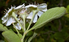 Crataegus × canescens