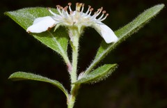 Crataegus × canescens