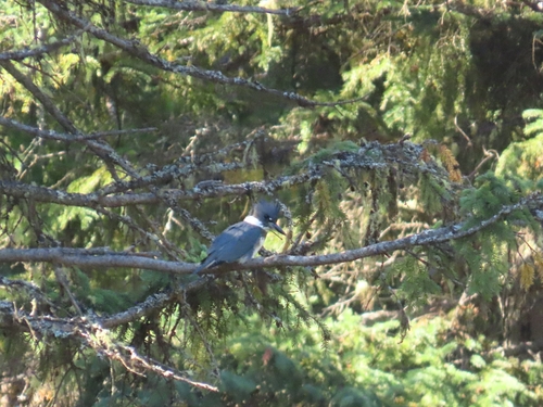 Belted Kingfisher